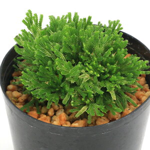 iR쑐jV_irjinCqo@_iE[j2D5`3i1|bgjÓT|