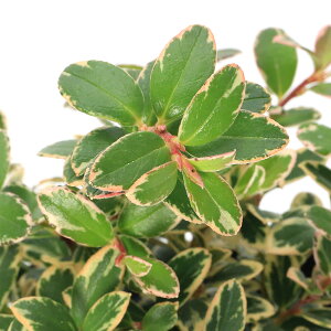 iR쑐j~́@RP@3i1|bgj