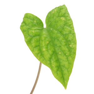 �i�R�쑐�j�J���A�I�C�i�����j�A�T�����@�y�e���b�e�B�@�x�g�i���@���I�J�C�ȎY�iAsarum�@petelotii�@�g�����j�@3���i1�|�b�g�j