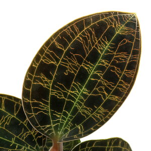 �i�ϗt�A���j�}�R�f�X�@�؃g���@Black�@Type�@2���i1���j�@�W���G���I�[�L�b�h