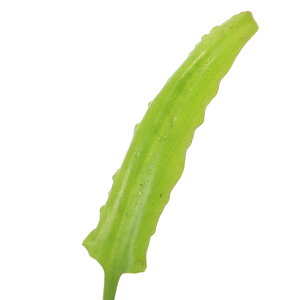 ijNvgRl@CfCC@ChlVAցitji1|bgj@kCEBq֗vۉ