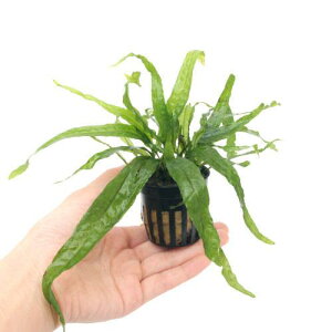 ij~N\E@vevX@i[i1|bgj