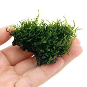 ij琬ρ@t[Xt@؁@~jTCYi_ji1{j