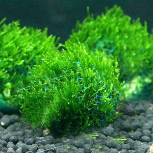 ij琬ρ@t[X@{[i_ji1j