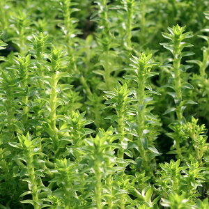 ijX^[W@TgXitji_ji5{j