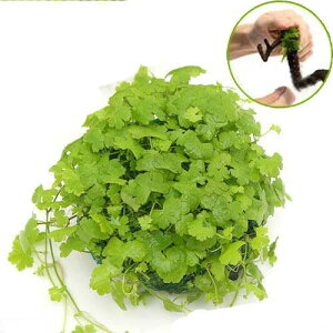 ijā@I[XgA@m`h[@STCYitji_ji1j