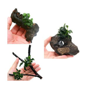 ijuȒP@3Zbg@AkrAX@iiv`titj