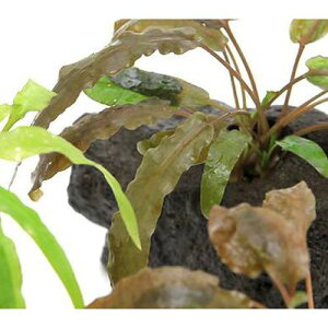 �i�����j���܂����N���v�g�R���l�i����t�j�������n��Εt�i1�j