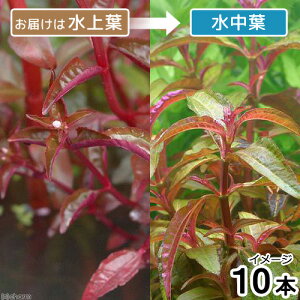 ijTtVXR@CV[kitji_ji10{j