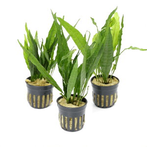 ij~N\E@vevX@\[h[ti3|bgj