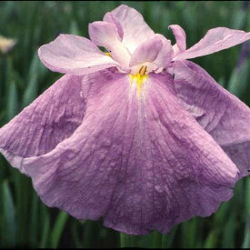 （ビオトープ）水辺植物　花菖蒲　不知火（シラヌイ）肥後系大輪紅紫白筋三英花（1ポット）