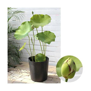 �i�r�I�g�[�v�j�@�@�n�X�i���j�@����сi�_�C�Z�C�L���A�_�C�V���L���j���d����@�i1�|�b�g�j�i�x����ԁj