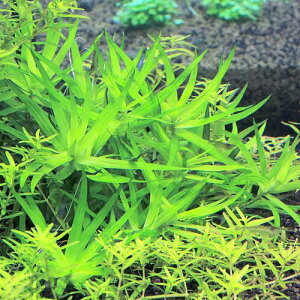 ijSCAXY@weeitji_ji8{j