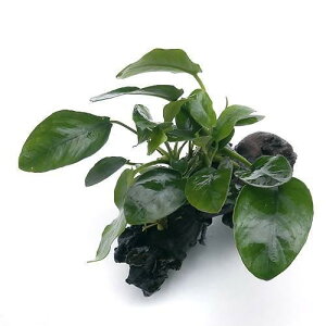 (水草)アヌビアスナナ 流木 SSサイズ(水上葉)(3本)(約10cm)
