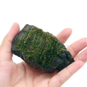 ijā@ăEB[X@R΁@SSTCYi8cmȉjitji_ji1j