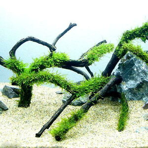 ij琬ρ@EB[X@}󗬖؁@MTCYi20cm`jitji_ji3{j