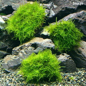 ij琬ρ@ăEB[X@R΁@STCYi10cmjitji_ji1j