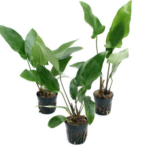 ijAkrAX@nXeBtHAi3|bgj