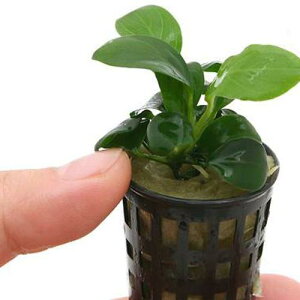 ijgD|{@AkrAXiii_ji1|bgj@kCEBq֗vۉ