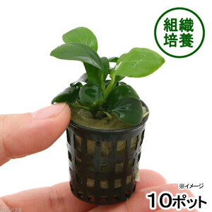 ijgD|{@AkrAXiii_ji10|bgj@kCq֗vۉ