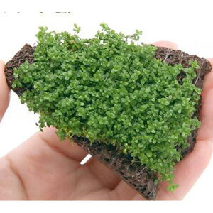 ijā@L[op[@XCXn΁@STCYitji_ji1j