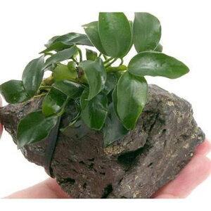 ijAkrAXii@v`@R΁@STCYitji1j