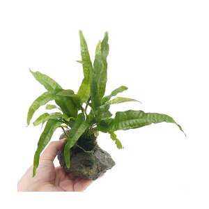 ij~N\E@vevX@R΁@STCYi1j