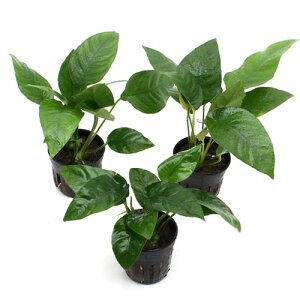 ijAkrAX@oe[@XgCvi3|bgj