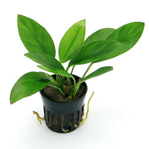 ijAkrAX@RQVX@u[hiC{CXji1|bgj