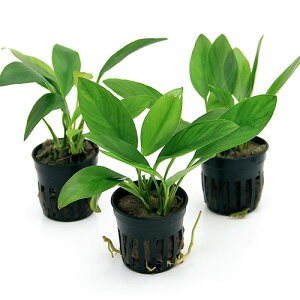 ijAkrAX@RQVX@u[hiC{CXji3|bgj