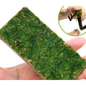 ijā@ăEB[X@v[gitji_ji1j