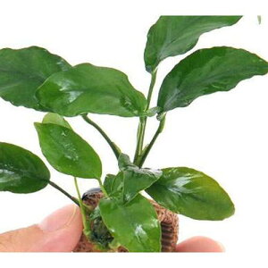 ijCt}`ijAkrAXii@N[ti1j