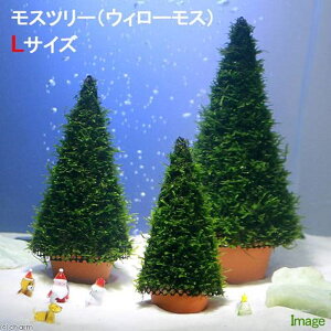 ijā@Xc[iEB[XjLTCYi_ji1j