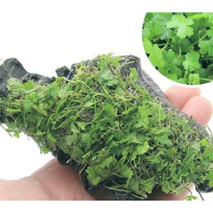 ijā@I[XgA@m`h؁@STCYi15cmjitji_ji1{j