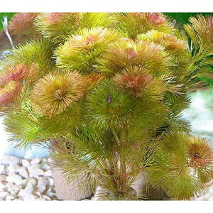 ij_JE@Ct}`ijbhJ{oi1j