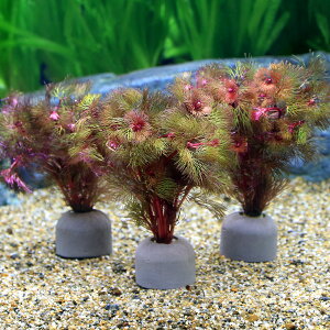 ij_JE@[ICgOiO[jbhJ{oi1j