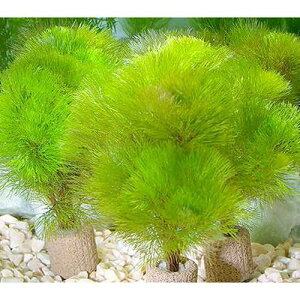 (水草)メダカ・金魚藻 ライフマルチ(茶)イエローカボンバ(1個)