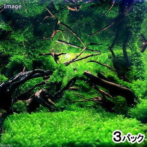 ijEH[^[tFU[itji_ji3Jbvj