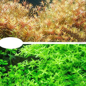 （水草）グリーンロタラ（10）＋ロタラロトンディフォリア（10）（水中葉）