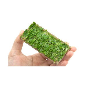 ijā@I[XgA@m`h@v[gitji_ji1j