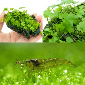 iGrjijā@I[XgA@m`htR΁@SSTCY{~i~k}Grtitj