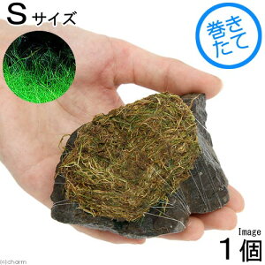 ijā@bNE[t@wA[OXV[g@R΁@STCYi8`12cmjitji_ji1j