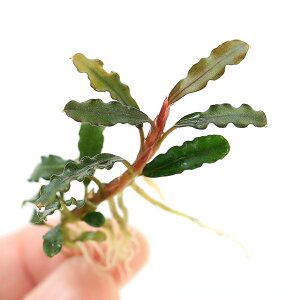 ijuZt@hspD^C^iցjitji1j@kCEBq֗vۉ