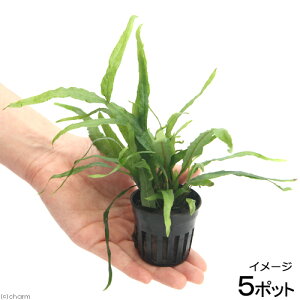 ij~N\EspDgCfg@ցi5|bgj