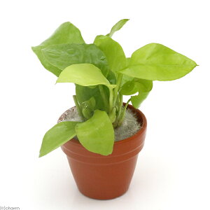 ijAkrAXii@S[f@v`fĂitji1j