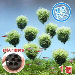 ijā@VA@o[itji_ji1j{1@kCEBq֗vۉ