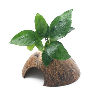 ijRRibcVF^[@AkrAX@oe[iii1j