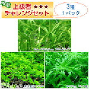 ij㋉҃`WZbg@3itji1pbNj