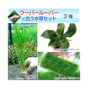 ijE[p[[p[ɍZbg@3itji1pbNjitj