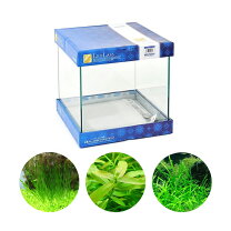 楽天市場】熱帯魚 プレコ（水槽セット｜水槽・アクアリウム）：熱帯魚 